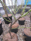 Preview: Prunus persica Ice Peach 2